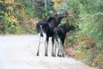 Zwei Ostkanadische Elche (Alces alces americanus) im Canadischen Algonquin Park am Morgen des 12.10.2009.