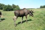 Ein  Europischer Elchbulle (Alces alces alces) im Elchpark von Orrviken am 29.7.2008.