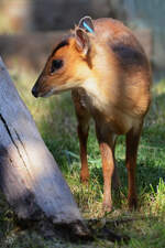 Ein Chinesischer Muntjak Mitte Dezember 2010 im Zoo Madrid.