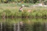 Ein Weiwedelhirsch (Odocoileus virginianus) hat es sich auf der anderen Fluseite bequem gemacht.