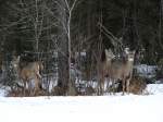 Ein paar Deers (Weisswedelhirsche - Odocoileus virginianus borealis) in den weiten Wldern Minnessotas.Anfang April 2006 nhe Lake Superior.