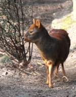 Sdlicher Pudu (Pudu puda) am 11.3.2010 im Zoo Berlin.