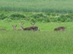 Rehe bei ssen in der Feldmark bei Questin