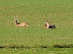 Rehbock und seine zwei Geissen relaxen auf einem Feld; 121101