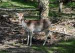 Reh im Hochwildpark Rheinland - 10.05.2015