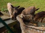 REHWILD- ganz nahe,am 5.10.2014 im Wild- und Tierpark BAD MARIENBERG/Westerwald  bei der Ftterung mit dem Spezialfutter...