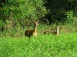 Zwei Rehe am Waldesrand