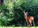  Die sssesten Frchte in Nachbarsgarten ; 080924