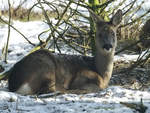 Ein einsames Reh im Winter (Zoo Dortmund, Januar 2010)