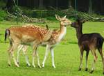 SCHMUSESTUNDE BEI FAMILIE REH  gesehen am 6.8.2017 im Wildpark BAD MARIENBERG/WESTERWALD....Auf dem weitlufigen Gelnde  kann man wunderbar Tierbeobachtungen und -Fotografien machen....