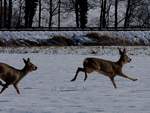 Rehe (Capreolus capreolus)  hetzen aufgrund des herannahenden Zuges entlang der Hausruckbahn; 210122