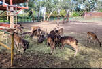 Reh-Versammlung im Tierpark (Microrezervația) in Constanța (RO).