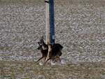 Drei Rehe(Capreolus-capreolus) stehen im Bereich eines Starkstrommastes f�rmlich unter Spannung; 260104
