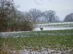 Reh fotografiert an der Strae von Bernsdorf nach Wilkenhagen (NWM) 13.02.2009