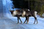 Rentiere auf einer Strae in Hrjedalen/Schweden; 12.11.2012