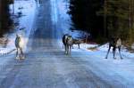 Rentiere auf einer Strae in Hrjedalen/Schweden; 12.11.2012