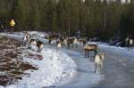 Rentiere auf einer Strae in Hrjedalen/Schweden; 12.11.2012