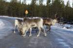 Rentiere auf einer Strae in Hrjedalen/Schweden; 12.11.2012