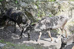 Rentiere (Rangifer tarandus) in der Wildtierabteilung des Freilichtmuseums Skansen in Stockholm.