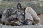 Eine junges Rentier im Zoo Duisburg.