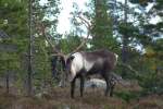 Ein grosser Ren-Bulle in Hrjedalen/Schweden.