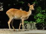 Barasingha oder Indischer Sumpfhirsch (Cervus duvaucelii).