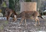 Eine Gruppe Nordindischer Barasinghas oder auch Zackenhirsche genannt (Rucervus duvaucelii duvaucelii) am 25.2.2010 im Zoo Berlin.