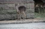 Ein kleiner Mhnenhirsch oder auch Timorhirsch (Rusa timorensis oder Cervus timorensis) am 13.12.2009 im Tierpark Berlin.