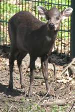 Ostchinesischer Schopfhirsch (Elaphodus cephalophus michianus) im Tierpark Berlin.