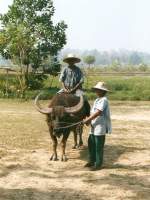 Asiatischer Wasserbffel (Mrz 2006)