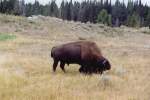 Bison im Yellowstone Nationalpark, Wyoming (13.03.2003)