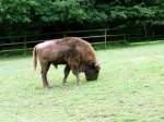 Ein Wisent in Tierpark Gera