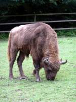 Ein Wisent in Tierpark Gera