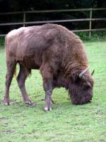 Ein Wisent in Tierpark Gera