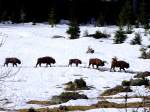 Eine Herde Wisent bzw.