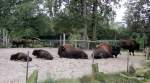 Der Waldbison (Bison bison athabascae)lebt hier als kleine gesellige Herde im Tierpark Nordhorn.