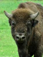 Wisent (Bison bonasus).