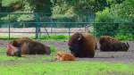 Bisons im Serengetipark, 9.9.15