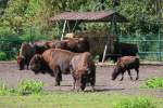 Bisons im Serengetipark, 9.9.15 