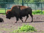 Bison im Serengetipark, 9.9.15 