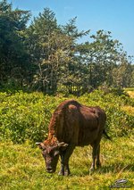 Wisent in der Nordholzer Heide