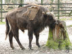 Ein Wisent