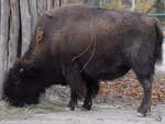 Ein Bison im Tiergarten Schnbrunn.