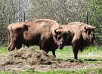 WISENTE IM HOHEN WESTERWALD (BAD MARIENBERG)  Beim Futtern konnte ich die beiden Schwergewichte am 18.4.2018 im WILDPARK BAD MARIENBERG/WW.