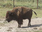 Bisons beim Felwechsel in der Elch und Rentierfarm in Kleptow am 17.