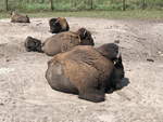 Ruhepause der Bison hier im Sand der Elch und Rentierfarm am 17.