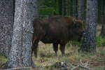 Ein freilaufender Wisent im Rothaargebirge.