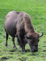 Ein Bison beim Grasen.