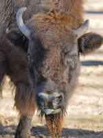 Ein Bison im Portrait.