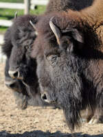 3 Bisons Mitte Dezember 2010 im Zoo Madrid.